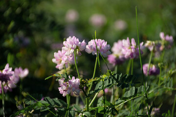 Fototapeta premium red clover in a clearing on a summer sunny day