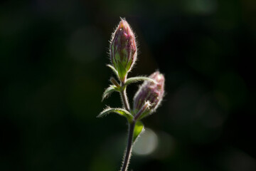 flower sprout in a clearing on a summer sunny day