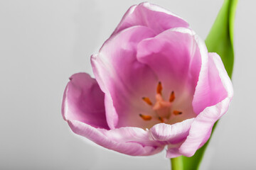 part of a pink tulip flower on a white background