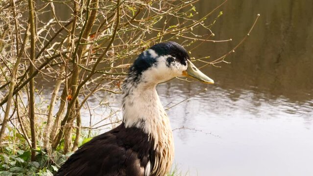 A close up shot of a curious brown, black and white Appleyard Duck shakes and looks around along the riverbank. Dromore Lough, Dartrey Forest, Cavan and Monaghan.