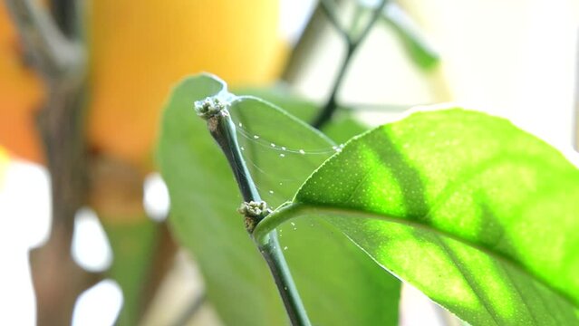 Spider mites moving on web on lemon leaf. Tetranychus urticae