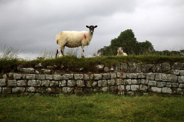 Sheep on the wall - along the Hadrian's wall between Brampton - Wallton and Gilsland - Cumbria - Northumberland - England - UK © Collpicto