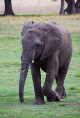 Fototapeta na wymiar A young African elephant in a wildlife sanctuary in Zimbabwe. 