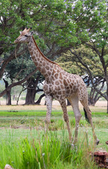 Naklejka na ściany i meble An adult giraffe in a nature reserve in Zimbabwe.