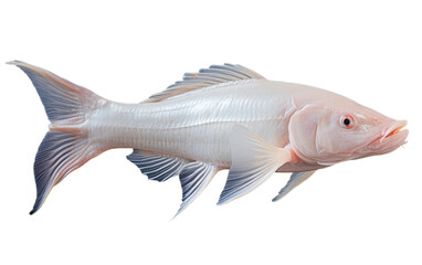 A stunningly large white fish with a long tail gracefully swimming through the crystal-clear waters