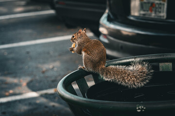 Squirrel Eating