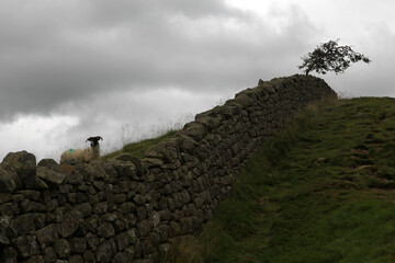 Along the Hadrian's wall between Gilsland and Twice Brewed - Northumberland - England - UK © Collpicto