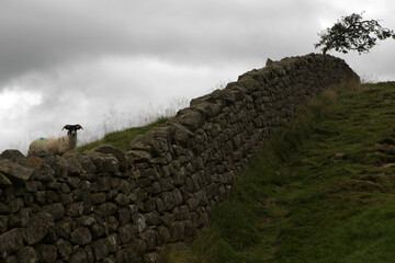 Along the Hadrian's wall between Gilsland and Twice Brewed - Northumberland - England - UK © Collpicto