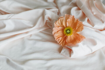 Orange Elegant Flower. White copy space backgound - 769091534