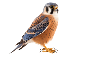 A tranquil blue and brown bird gracefully perches on a smooth white surface