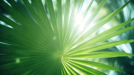 Obraz premium Green palm leaf texture with sun rays passing through