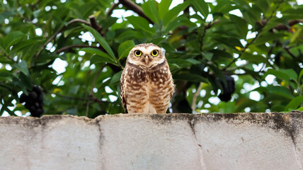 Owl on the wall