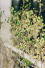 Branches with fresh green leaves in a garden. Spring background.