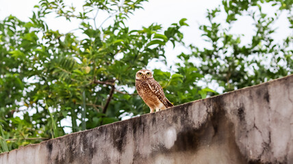 Owl on the wall