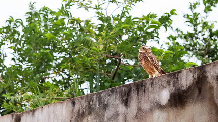 Owl on the wall