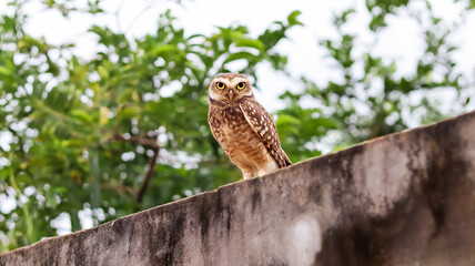 Owl on the wall