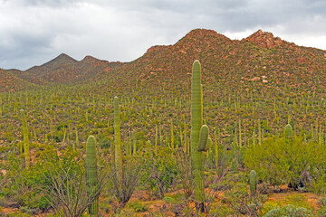Rocky Hills Covered in Saguaro