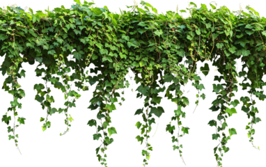 Verdant Javanese Treeline Grape Ivy Cissus spp isolated on white or transparent background