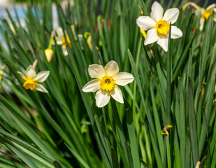 Narcissus blooms Amaryllidaceae ,Daffodil, Daffodils. Jonquils, Paper White,  Paper whites, Tazettas