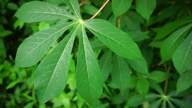 Natural background of cassava leaves