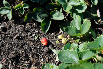 FU 2022-10-09 Blumenfeld 31 Im Beet wachsen Erdbeeren