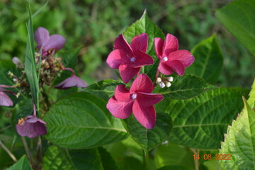 Fototapeta premium blossom macro shot SLR camera, flower, blossom