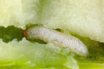 A cabbage stem weevil called also cabbage seedstalk curculio, Ceutorhynchus pallidactylus (synonym quadridens). Larva inside the rapeseed stalk. © Tomasz