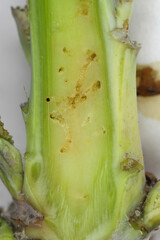 A cabbage stem weevil called also cabbage seedstalk curculio, Ceutorhynchus pallidactylus (synonym quadridens). Rapeseed stalk damaged by larvae. © Tomasz