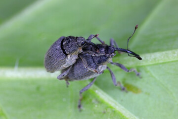 Fototapeta premium Rotten cucumber on yellow background. Global hunger problem. Over consumption concept. 