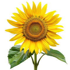 Fototapeta premium Yellow sunflower flower isolated on white or transparent background