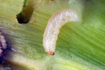 A cabbage stem weevil called also cabbage seedstalk curculio, Ceutorhynchus pallidactylus (synonym quadridens). Larva inside the rapeseed stalk. © Tomasz