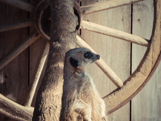 Cute meerkat watching over its enclosure from a rock. (Suricata suricatta) in its natural habitat.