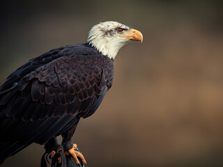 Strong bald eagle, head close-up for a portrait with its head, eye, beak, white crown with a blur background. Image. Picture. Portrait