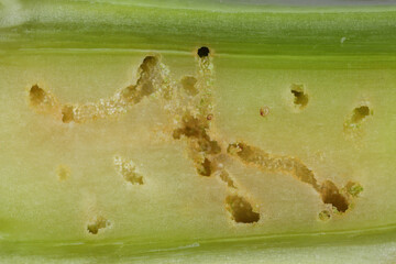 A cabbage stem weevil called also cabbage seedstalk curculio, Ceutorhynchus pallidactylus (synonym...