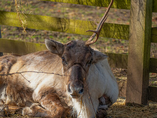 Reindeer in the autumn forest. Portrait of a majestic powerful adult red deer deer in the autumn fall forest. Murmansk region.