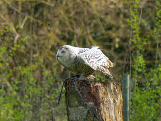 Snowy owl. Close up of snowy owl (Bubo scandiacus). Snowy owl (Bubo scandiacus), also known as...