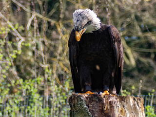 Strong bald eagle, head close-up for a portrait with its head, eye, beak, white crown with a blur background. Image. Picture. Portrait