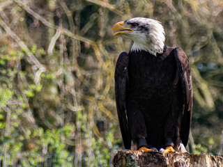 Strong bald eagle, head close-up for a portrait with its head, eye, beak, white crown with a blur background. Image. Picture. Portrait