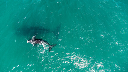 A whale of a time - 17