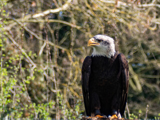 Strong bald eagle, head close-up for a portrait with its head, eye, beak, white crown with a blur background. Image. Picture. Portrait