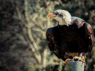 Strong bald eagle, head close-up for a portrait with its head, eye, beak, white crown with a blur background. Image. Picture. Portrait