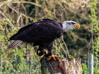 Strong bald eagle, head close-up for a portrait with its head, eye, beak, white crown with a blur background. Image. Picture. Portrait