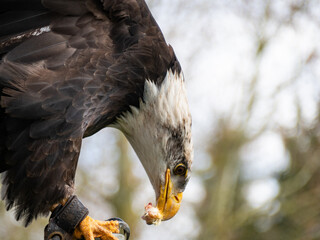 Strong bald eagle, head close-up for a portrait with its head, eye, beak, white crown with a blur...