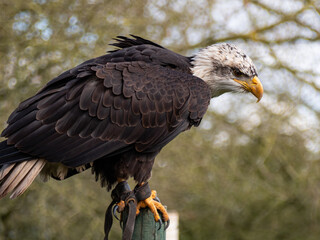 Strong bald eagle, head close-up for a portrait with its head, eye, beak, white crown with a blur background. Image. Picture. Portrait
