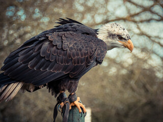 Strong bald eagle, head close-up for a portrait with its head, eye, beak, white crown with a blur background. Image. Picture. Portrait