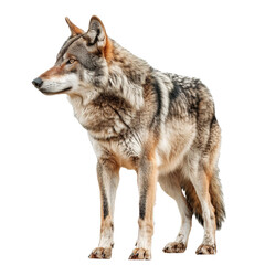 Wolf standing isolated on white or transparent background