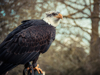 Strong bald eagle, head close-up for a portrait with its head, eye, beak, white crown with a blur background. Image. Picture. Portrait