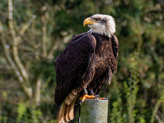 Strong bald eagle, head close-up for a portrait with its head, eye, beak, white crown with a blur background. Image. Picture. Portrait