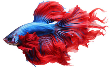 A vibrant red and blue Siamese fish gracefully swim together on a stark white background