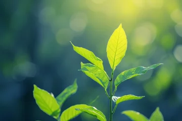 Crédence de cuisine en verre imprimé Vert-citron Fresh green leaves in soft sunlight